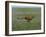 Cheetah Running Across Grassland in Country in Africa-John Dominis-Framed Photographic Print