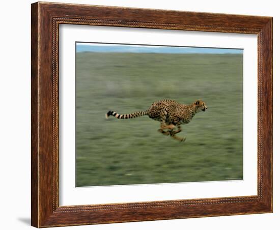 Cheetah Running Across Grassland in Country in Africa-John Dominis-Framed Photographic Print