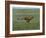 Cheetah Running Across Grassland in Country in Africa-John Dominis-Framed Photographic Print