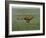 Cheetah Running Across Grassland in Country in Africa-John Dominis-Framed Photographic Print