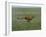 Cheetah Running Across Grassland in Country in Africa-John Dominis-Framed Photographic Print