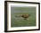 Cheetah Running Across Grassland in Country in Africa-John Dominis-Framed Photographic Print