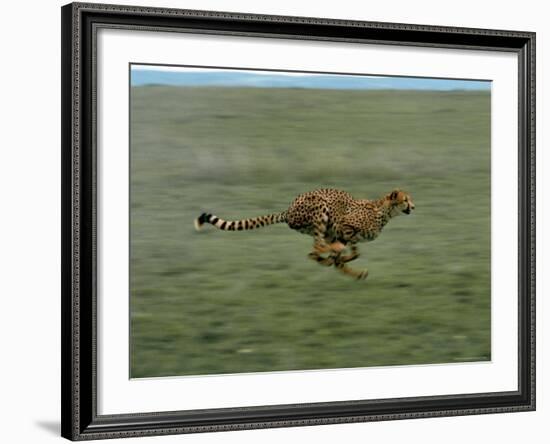 Cheetah Running Across Grassland in Country in Africa-John Dominis-Framed Photographic Print