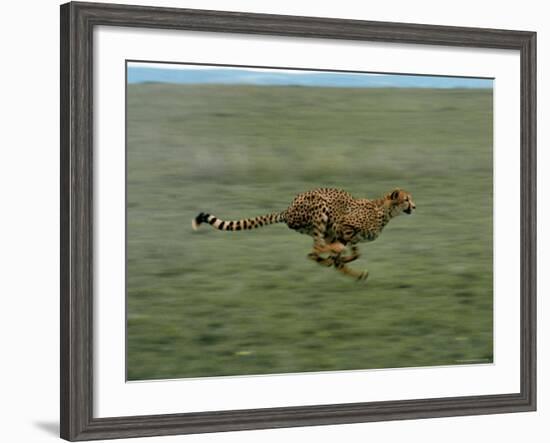 Cheetah Running Across Grassland in Country in Africa-John Dominis-Framed Photographic Print