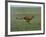 Cheetah Running Across Grassland in Country in Africa-John Dominis-Framed Photographic Print