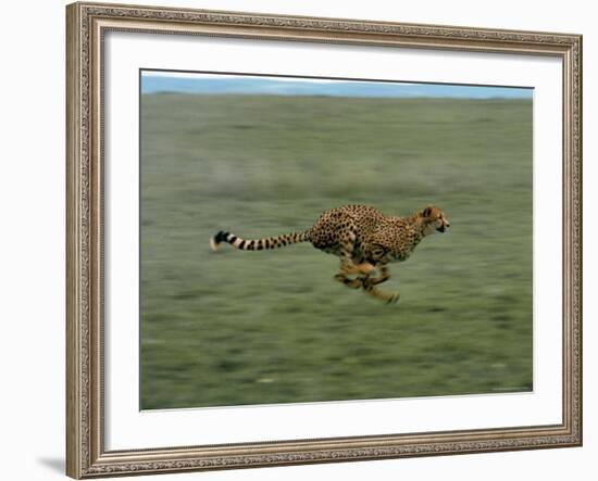 Cheetah Running Across Grassland in Country in Africa-John Dominis-Framed Photographic Print