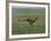 Cheetah Running Across Grassland in Country in Africa-John Dominis-Framed Photographic Print