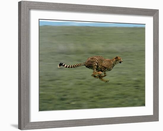 Cheetah Running Across Grassland in Country in Africa-John Dominis-Framed Photographic Print