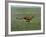 Cheetah Running Across Grassland in Country in Africa-John Dominis-Framed Photographic Print