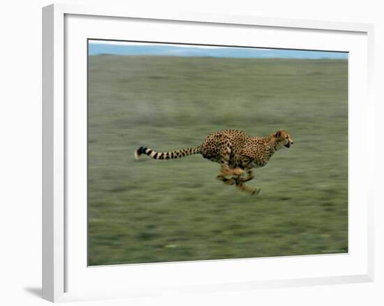 Cheetah Running Across Grassland in Country in Africa-John Dominis-Framed Photographic Print