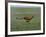 Cheetah Running Across Grassland in Country in Africa-John Dominis-Framed Photographic Print