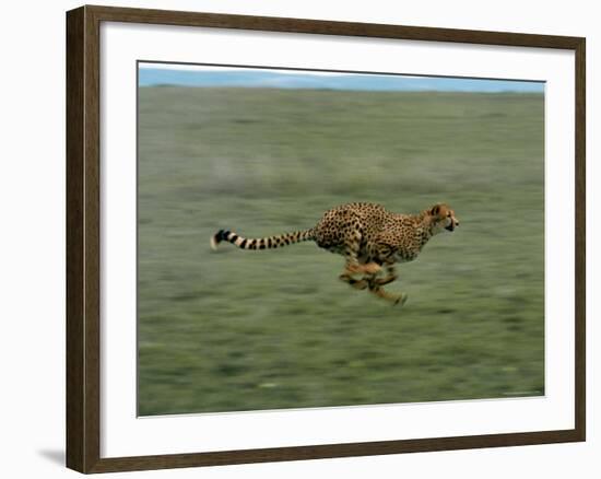 Cheetah Running Across Grassland in Country in Africa-John Dominis-Framed Photographic Print