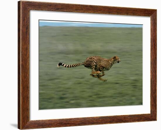 Cheetah Running Across Grassland in Country in Africa-John Dominis-Framed Photographic Print