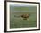 Cheetah Running Across Grassland in Country in Africa-John Dominis-Framed Photographic Print