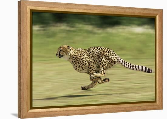 Cheetah Running-null-Framed Premier Image Canvas