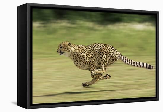 Cheetah Running-null-Framed Premier Image Canvas