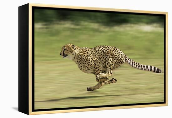 Cheetah Running-null-Framed Premier Image Canvas