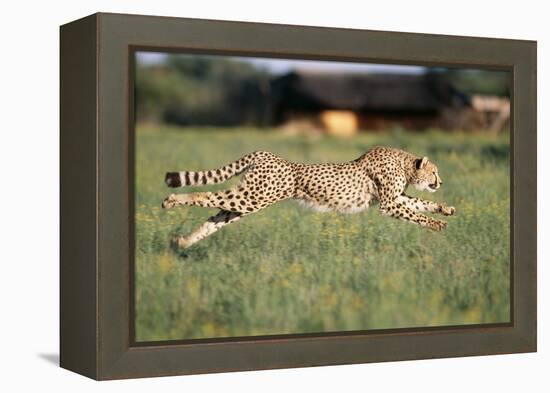 Cheetah Running-null-Framed Premier Image Canvas