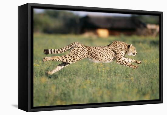 Cheetah Running-null-Framed Premier Image Canvas
