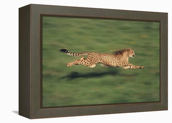 Cheetah Running-DLILLC-Framed Premier Image Canvas