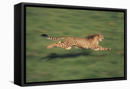 Cheetah Running-DLILLC-Framed Premier Image Canvas