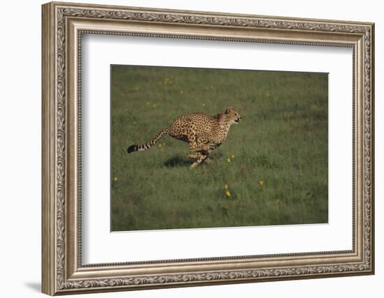 Cheetah Running-DLILLC-Framed Photographic Print