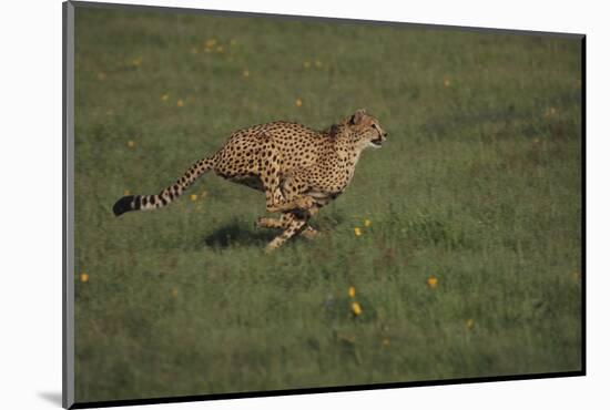 Cheetah Running-DLILLC-Mounted Photographic Print