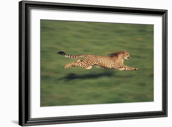 Cheetah Running-DLILLC-Framed Photographic Print