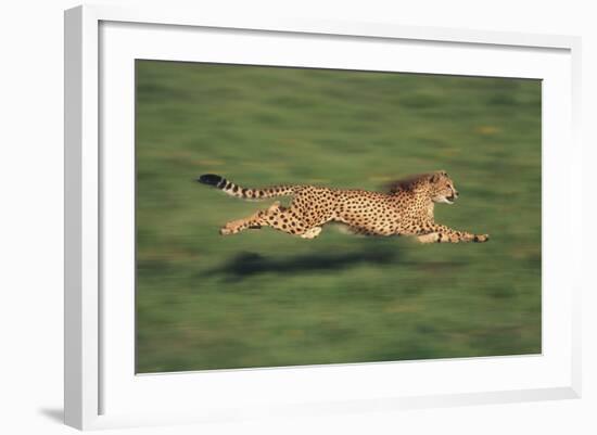 Cheetah Running-DLILLC-Framed Photographic Print