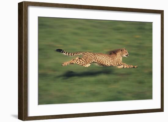 Cheetah Running-DLILLC-Framed Photographic Print