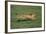 Cheetah Running-DLILLC-Framed Photographic Print