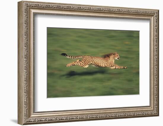 Cheetah Running-DLILLC-Framed Photographic Print