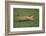 Cheetah Running-DLILLC-Framed Photographic Print