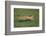 Cheetah Running-DLILLC-Framed Photographic Print