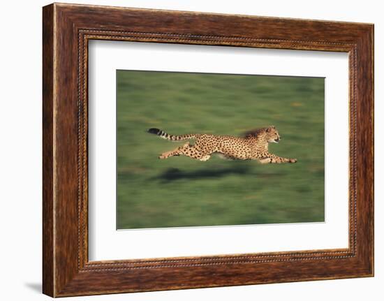 Cheetah Running-DLILLC-Framed Photographic Print