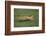 Cheetah Running-DLILLC-Framed Photographic Print