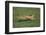 Cheetah Running-DLILLC-Framed Photographic Print