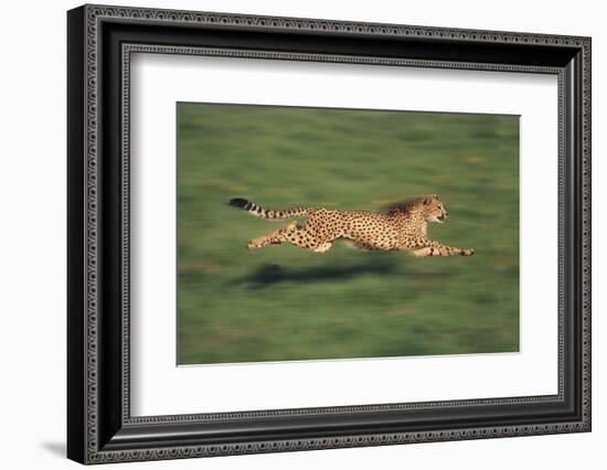 Cheetah Running-DLILLC-Framed Photographic Print