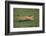 Cheetah Running-DLILLC-Framed Photographic Print