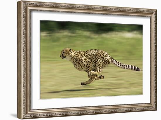 Cheetah Running-null-Framed Photographic Print