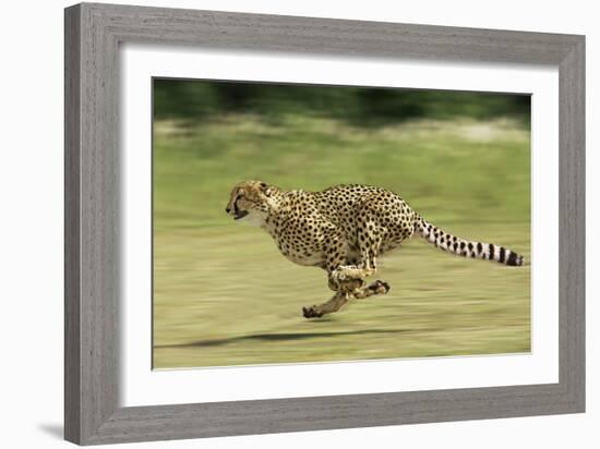 Cheetah Running-null-Framed Photographic Print