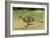 Cheetah Running-null-Framed Photographic Print