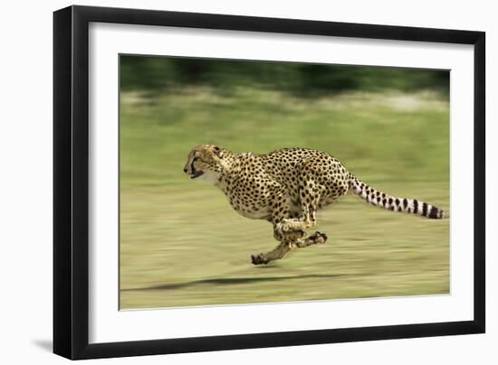 Cheetah Running-null-Framed Photographic Print