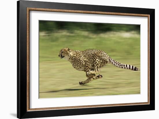 Cheetah Running-null-Framed Photographic Print