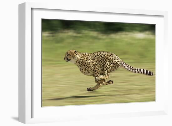 Cheetah Running-null-Framed Photographic Print