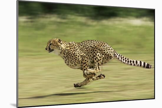 Cheetah Running-null-Mounted Photographic Print