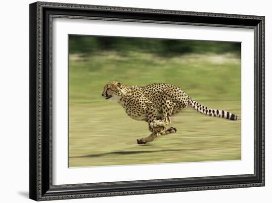 Cheetah Running-null-Framed Photographic Print