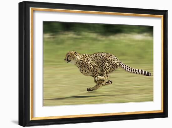 Cheetah Running-null-Framed Photographic Print