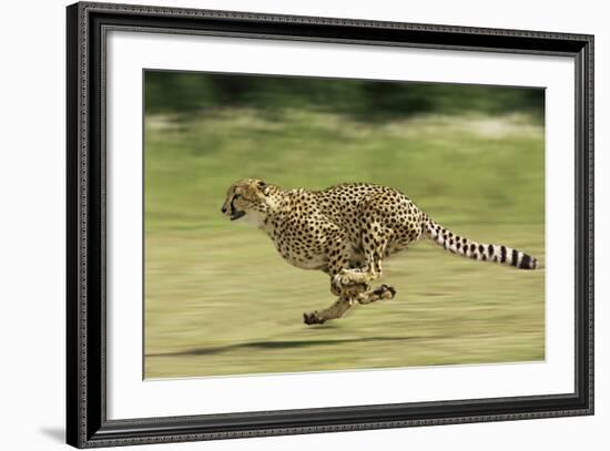 Cheetah Running-null-Framed Photographic Print