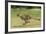 Cheetah Running-null-Framed Photographic Print